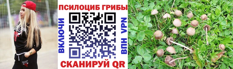 Купить  Дно  Псилоцибиновые грибы мухоморы 